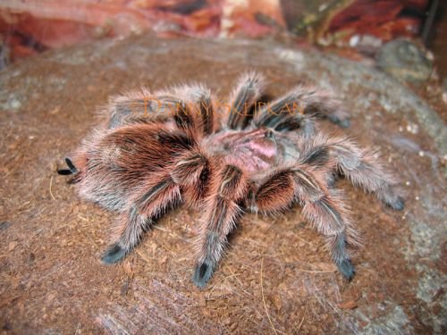 46-grammostola-rosea.jpg